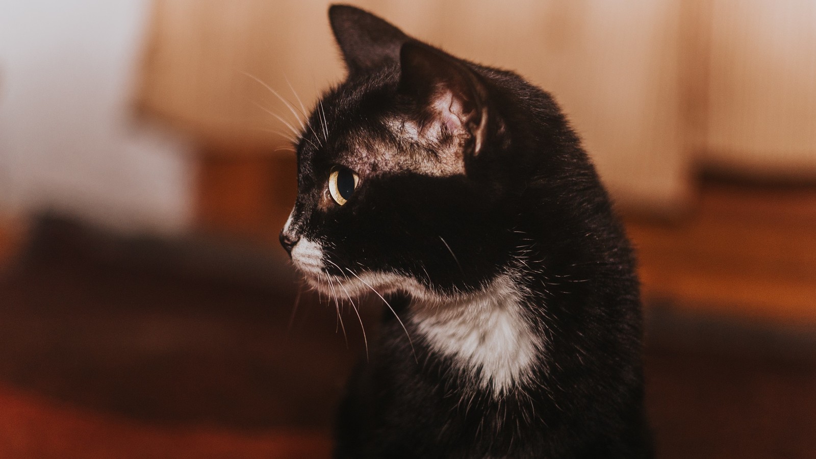 wool :) - My, cat, Pets, The photo, Village, House, Russia, Altai, Longpost, Altai Republic