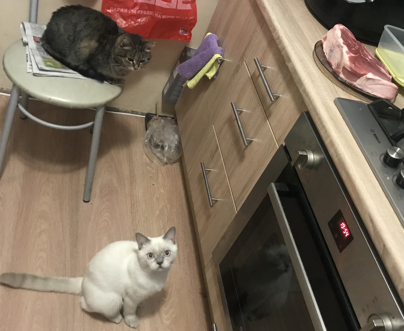 Druzhok the cat and Athena the cat guarding the meat. - cat, Animals, Meat, Food