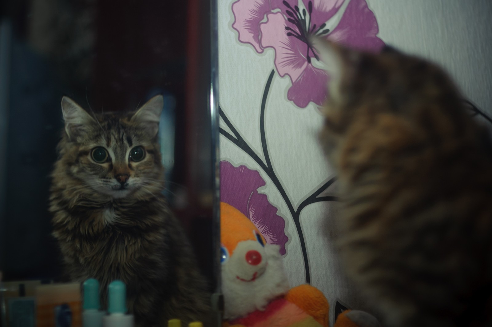 wool :) - My, cat, Pets, The photo, Village, House, Russia, Altai, Longpost, Altai Republic