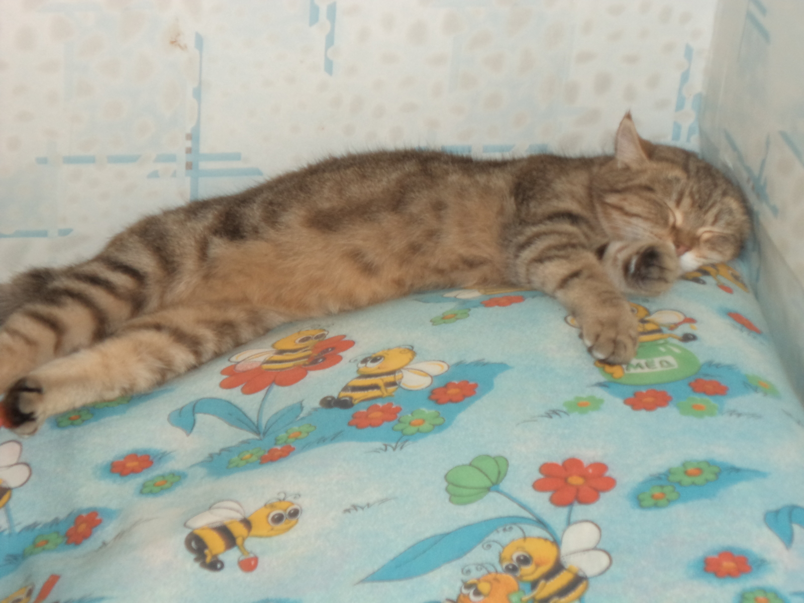 And so my sleep - My, cat, Dream, Milota, Longpost