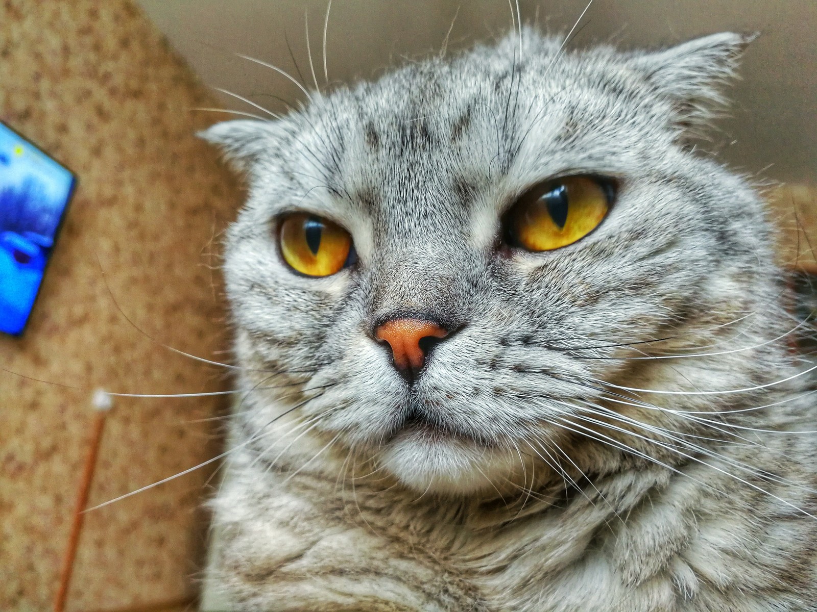 thoughtful - My, cat, Pets