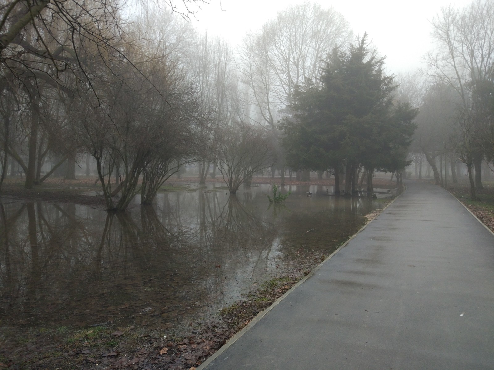 super puddle - Simferopol, Crimea, The park, Puddle, Wild ducks, Longpost