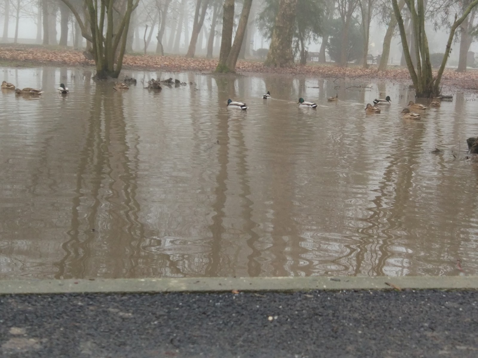 super puddle - Simferopol, Crimea, The park, Puddle, Wild ducks, Longpost