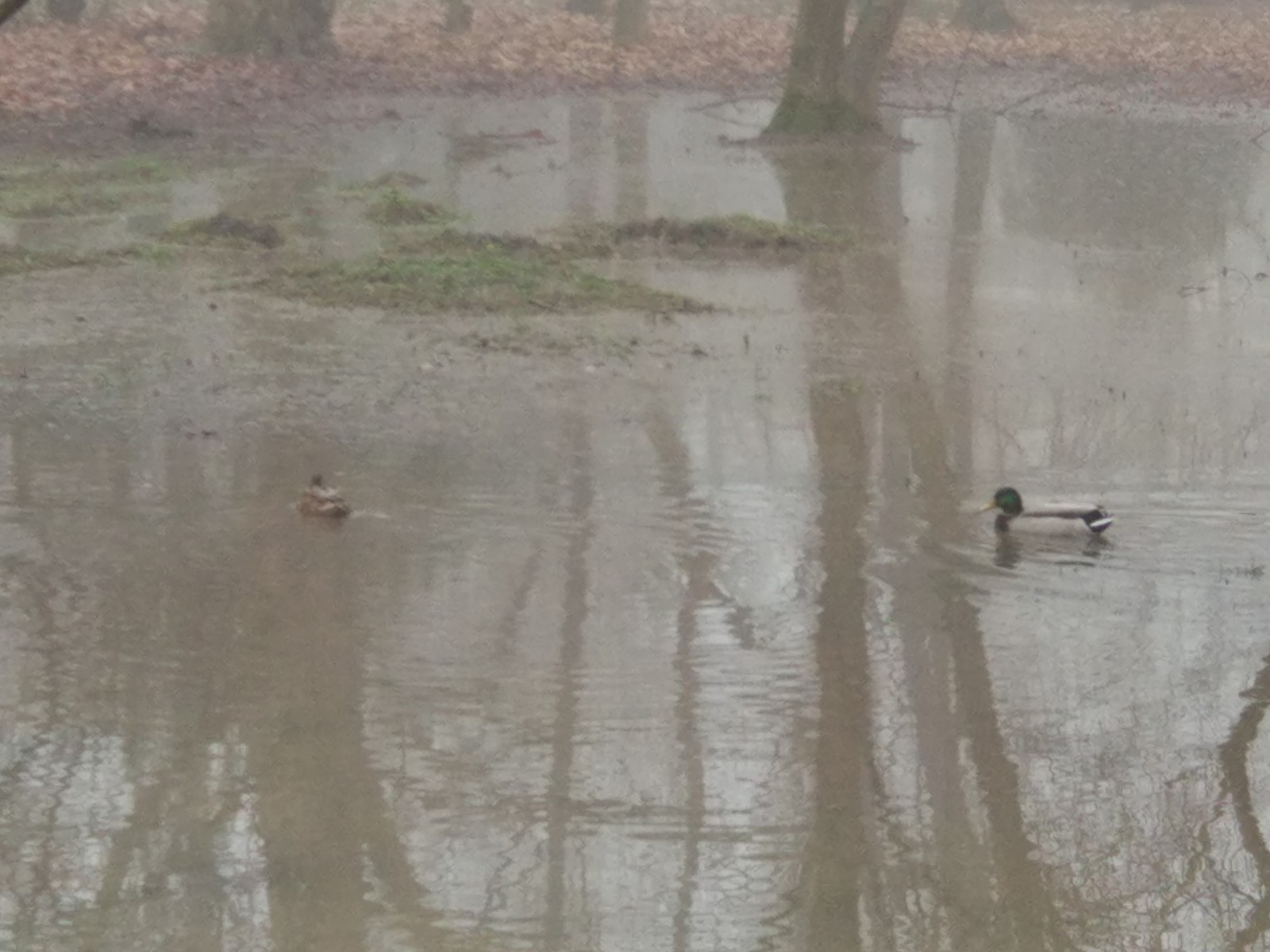 super puddle - Simferopol, Crimea, The park, Puddle, Wild ducks, Longpost