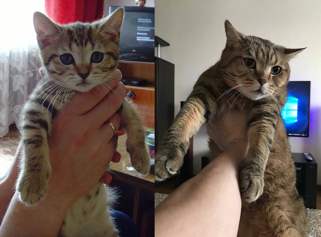 Challenge accepted! - My, 10yearschallenge, cat, Challenge