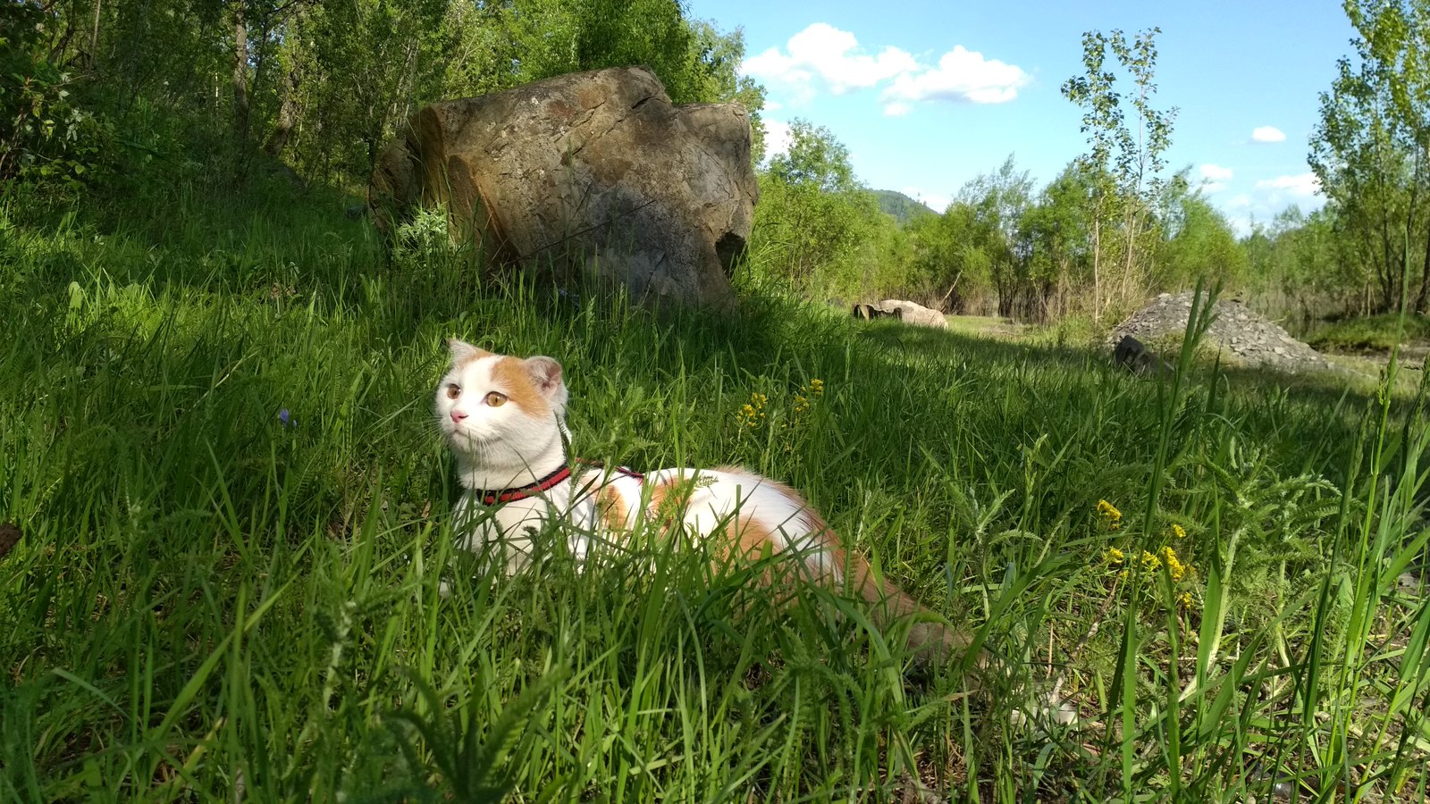 Масяня. Маленькая кыска и большая любовь - Моё, Кот, Котомафия, Масяня, Длиннопост