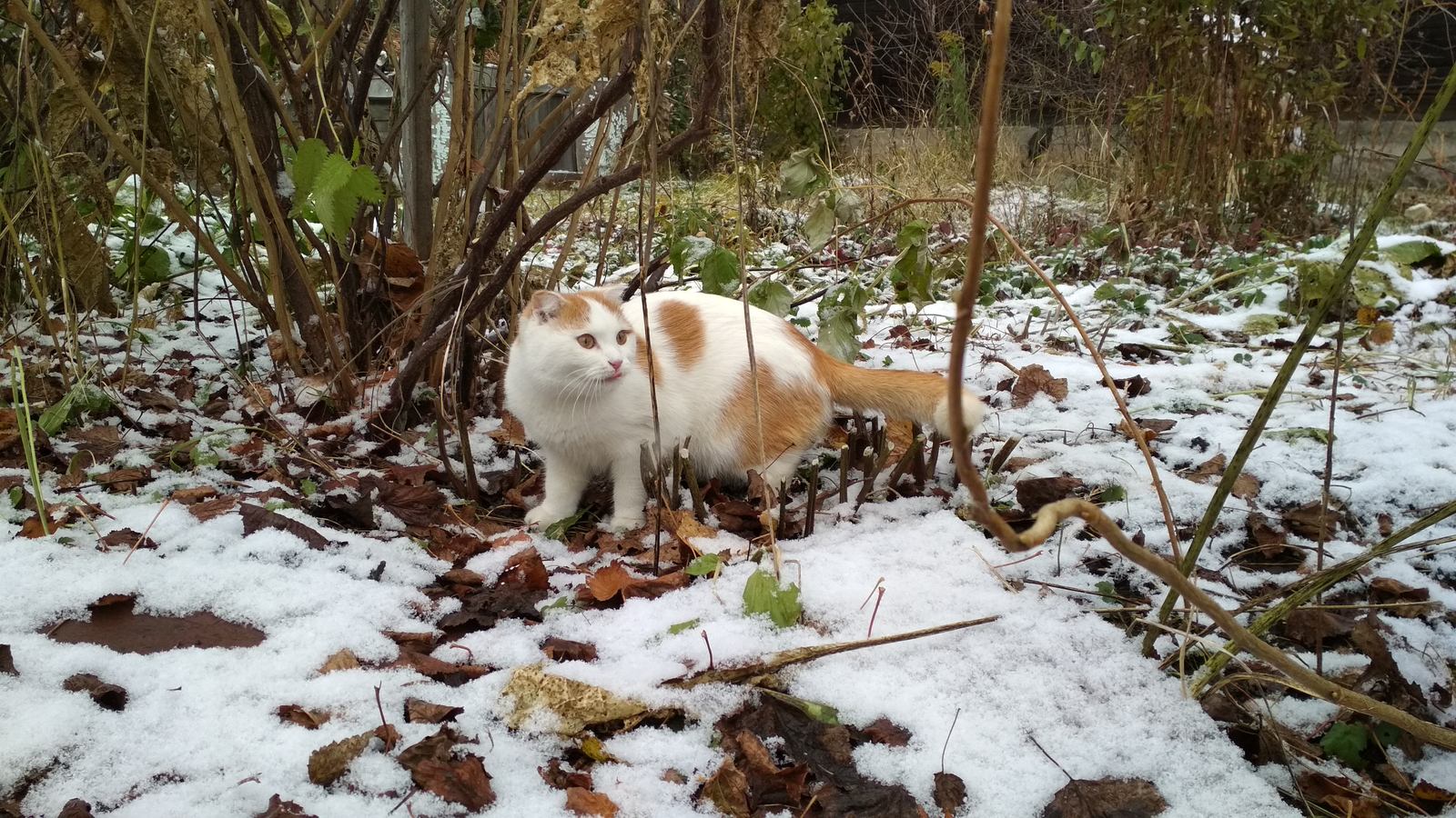 Масяня. Маленькая кыска и большая любовь - Моё, Кот, Котомафия, Масяня, Длиннопост