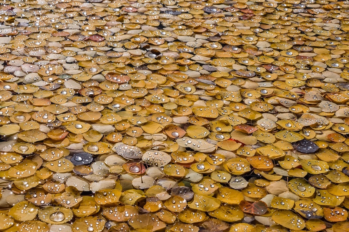 After the rain - The photo, Leaves, Autumn, Drops, Rain, Autumn leaves