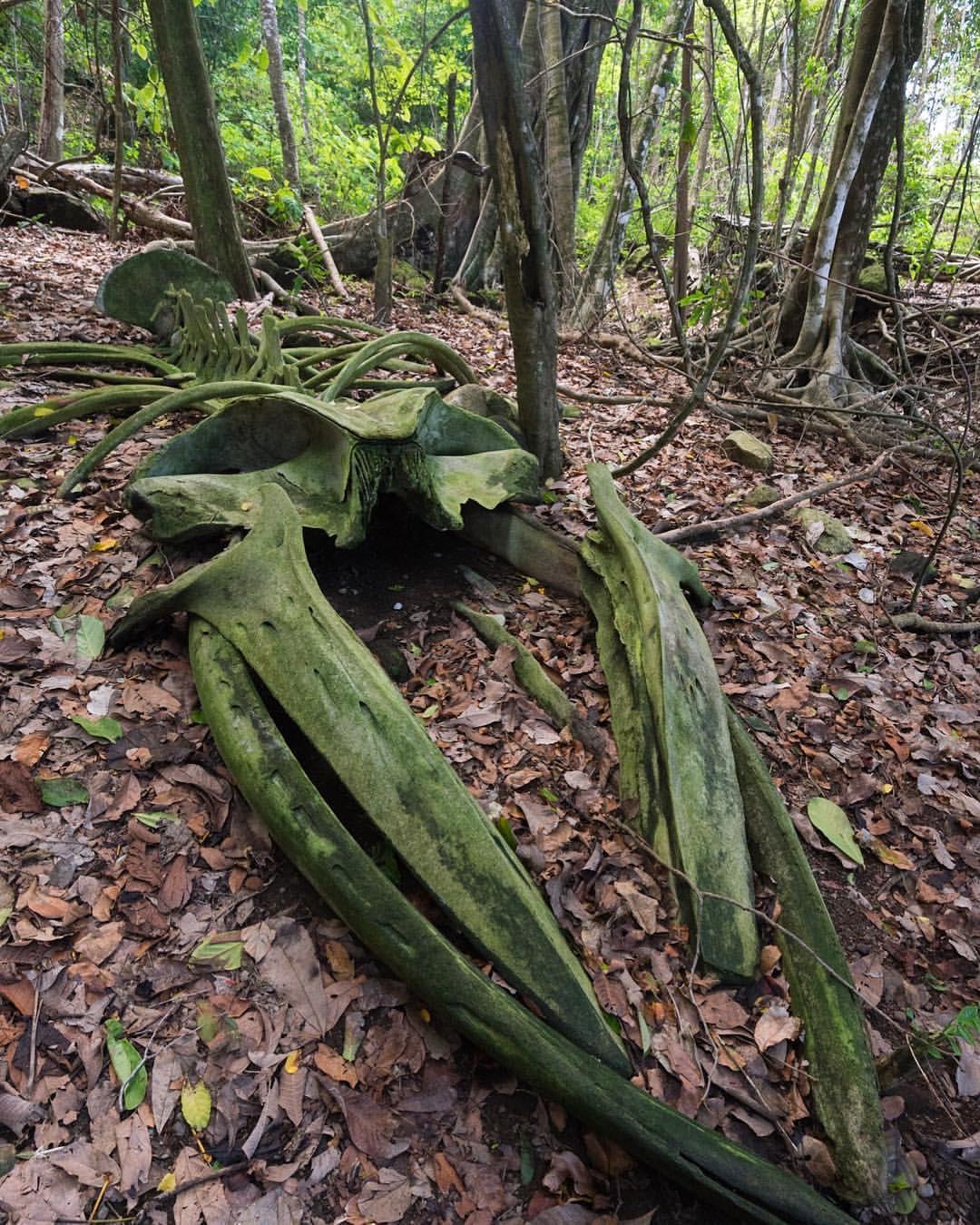 Whale skeleton in the rainforest - The photo, , Costa Rica, Whale, Skeleton, Reddit, Tropics