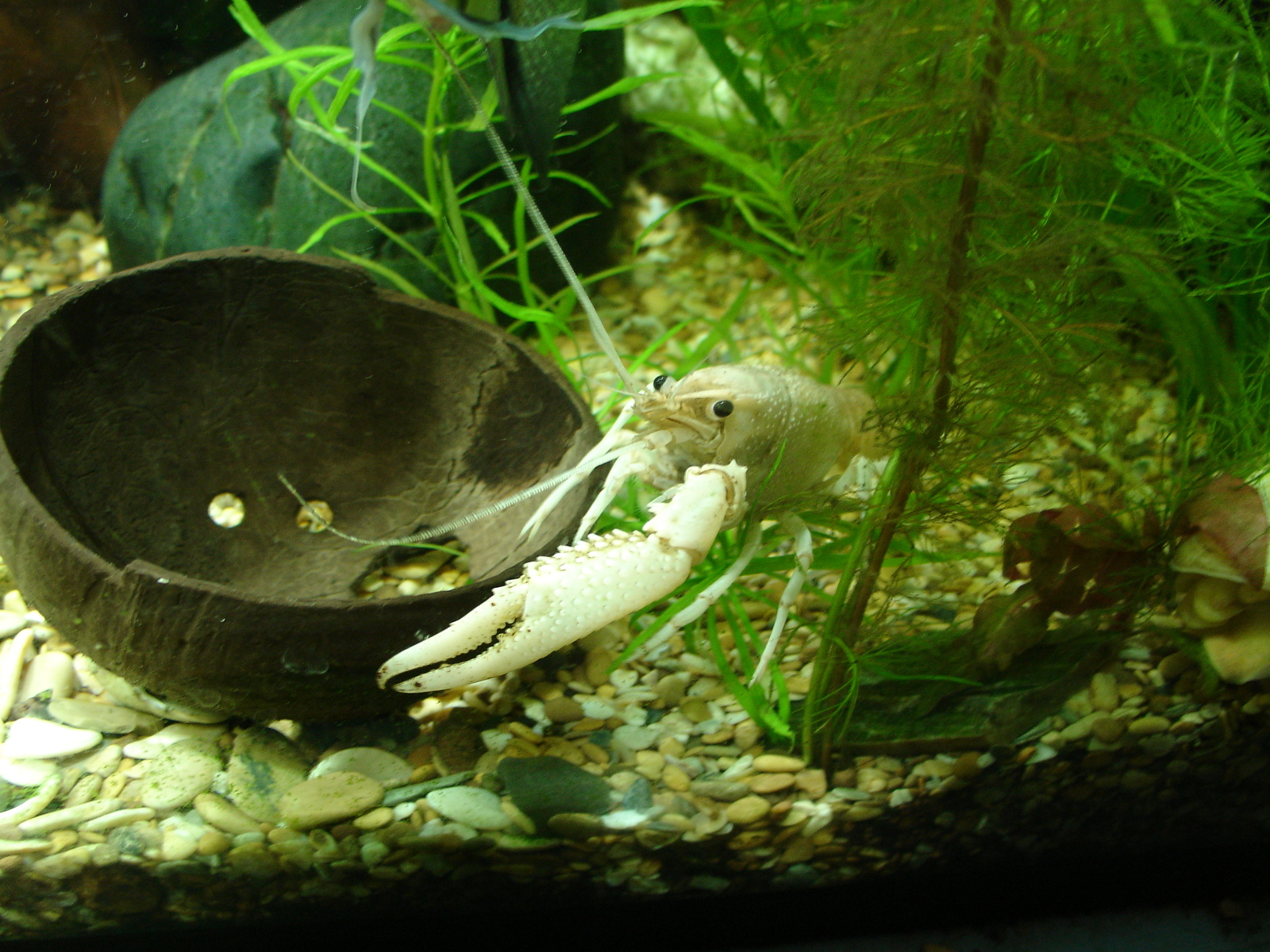 A few crayfish in a ribbon - My, Aquarium, Crayfish, Animals, Longpost