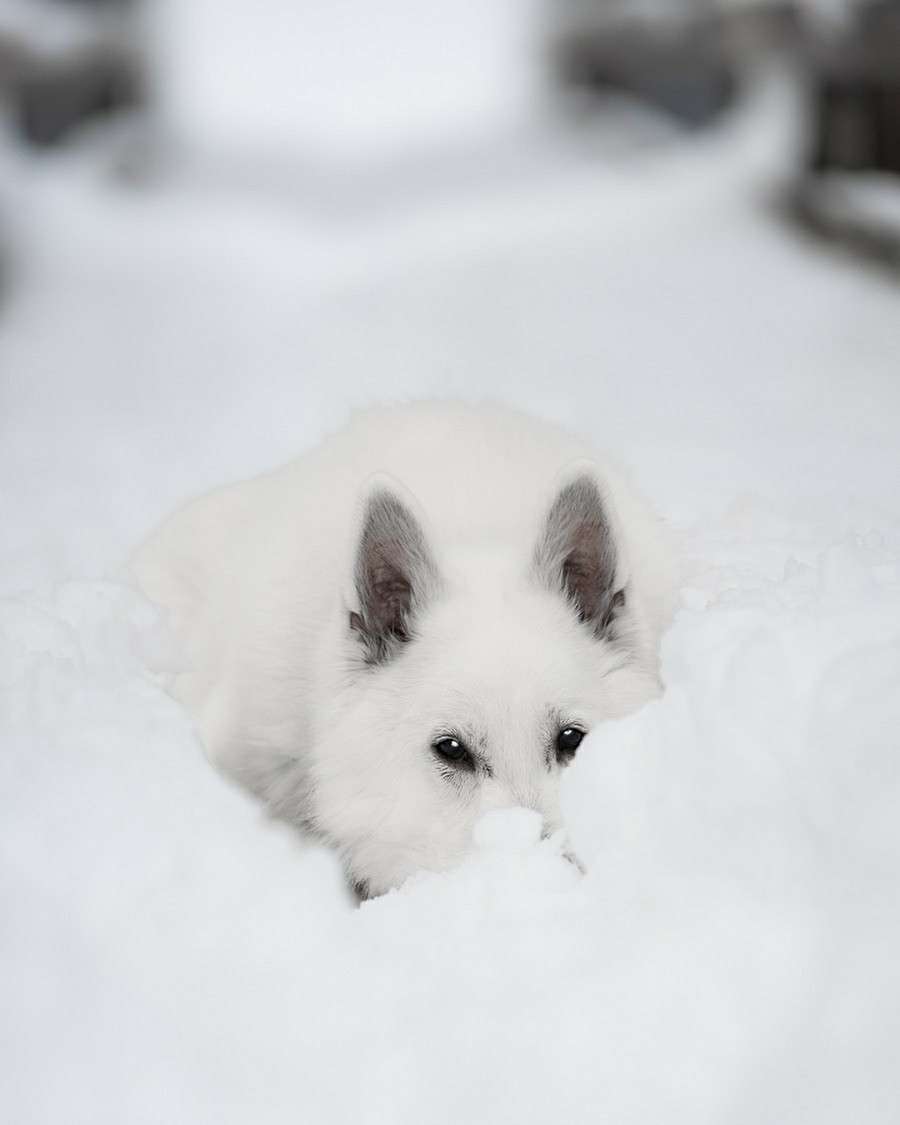 Dog in the mountains - Dog, The mountains, Longpost, The photo