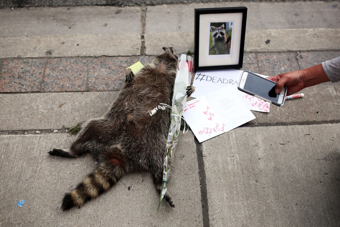 The strange tracking of a dead raccoon - Marasmus, Raccoon, Longpost