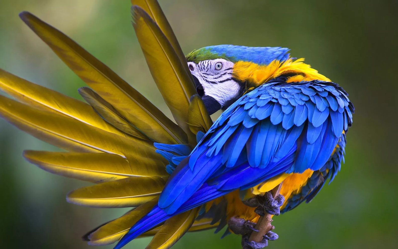 beautiful tail - Macaw parrots, A parrot, , The photo, Macaw