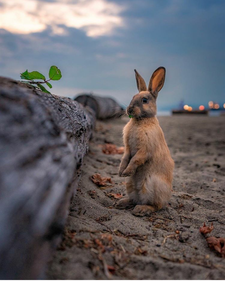 Lop-eared - Log, Rabbit, The photo