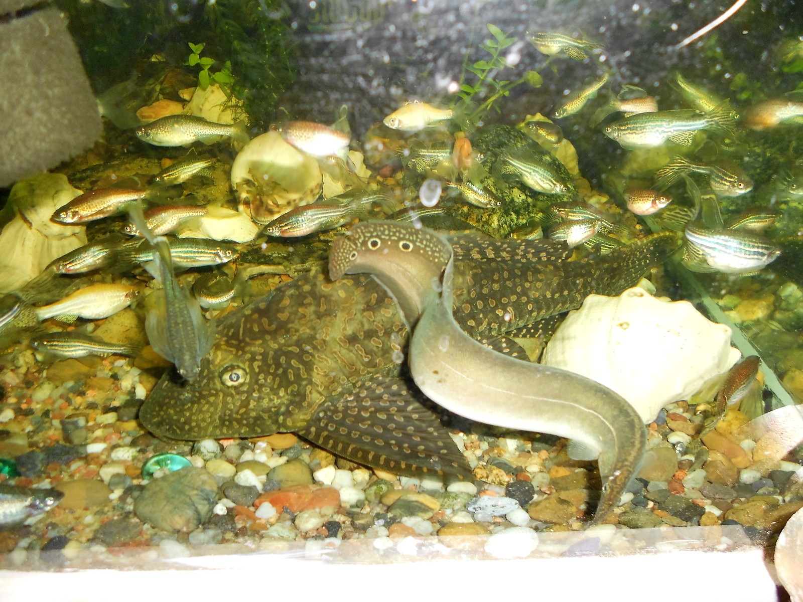 My aquarium pet 2 - My, Aquarium, A fish, Catfish, Story, Longpost