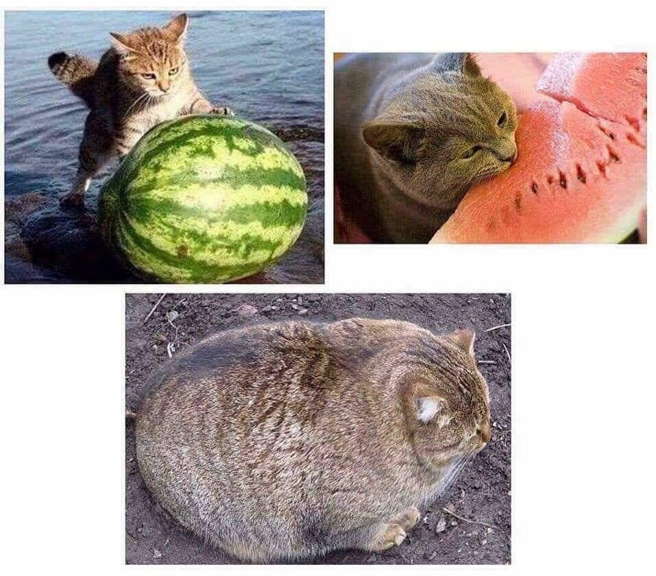 Captivating saga in three parts - Saga, Thriller, Боевики, cat, Watermelon