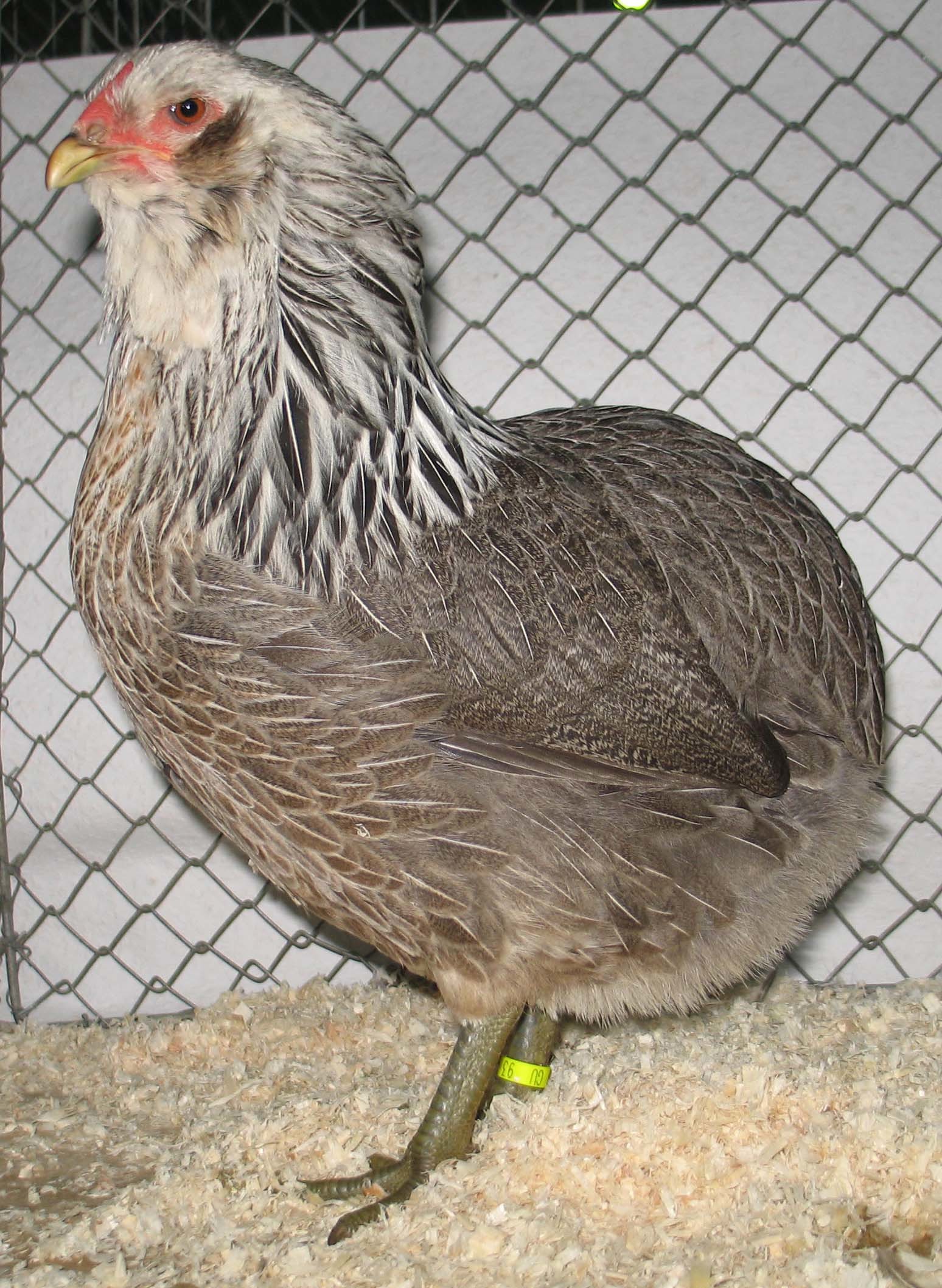 Курица несущая зеленые яйца порода фото