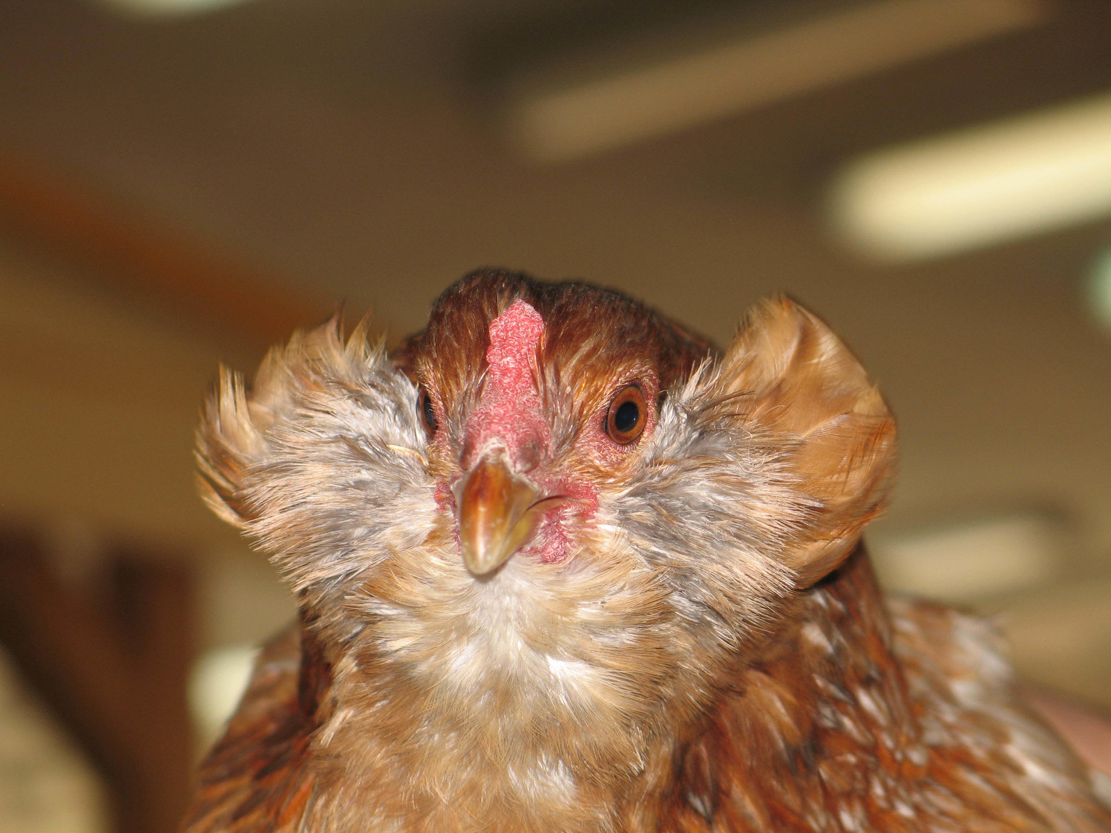 Фото Курицы Несущей Зеленые Яйца