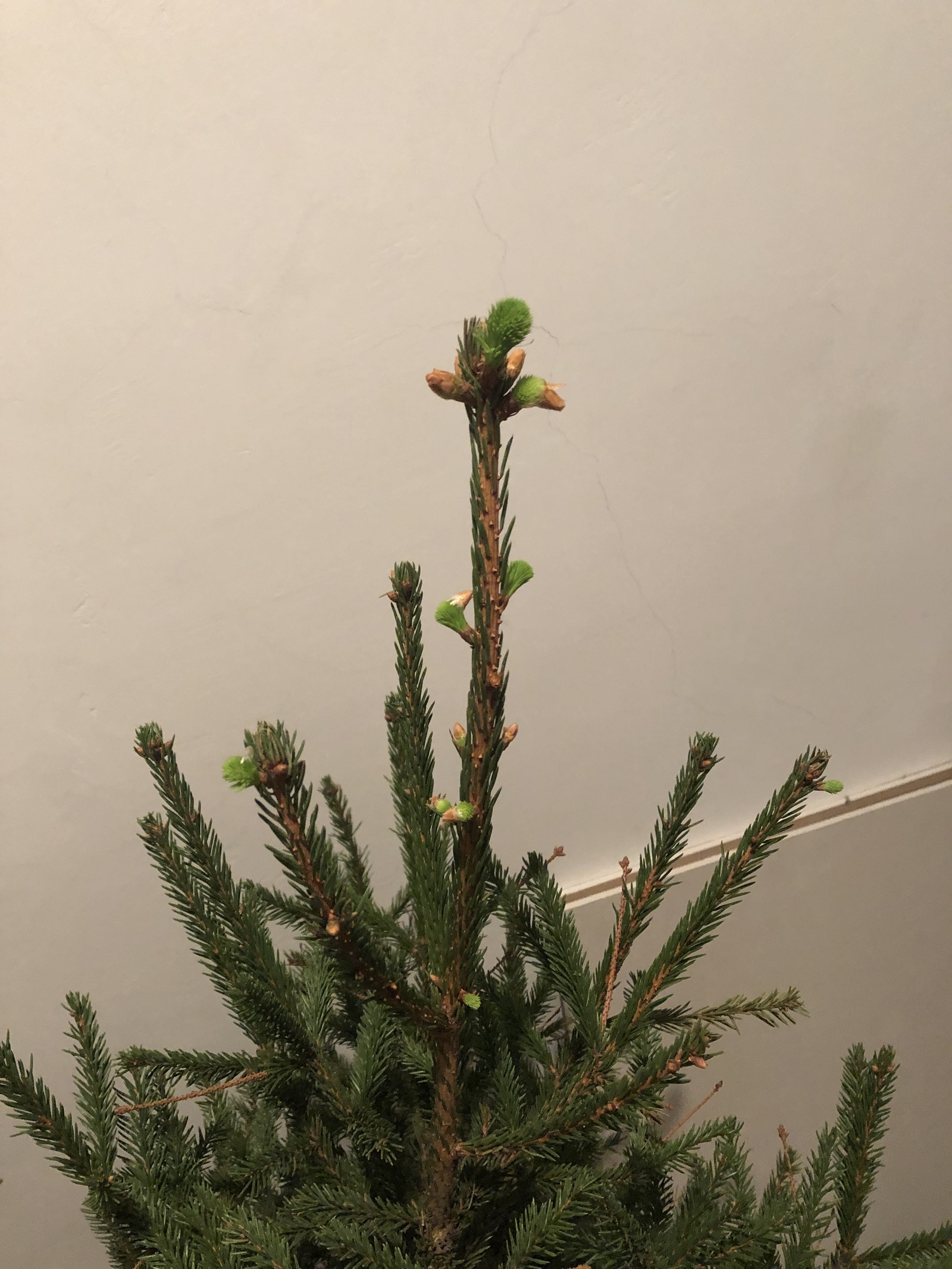 New Year's miracle! - My, Christmas trees, Christmas tree, Holidays, Gardening, Longpost