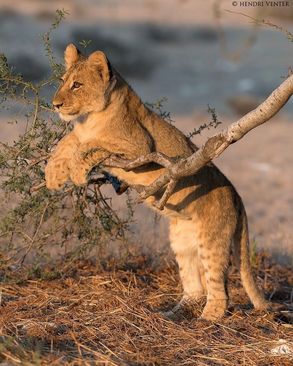 At dawn - The photo, Animals, a lion, Young, Milota