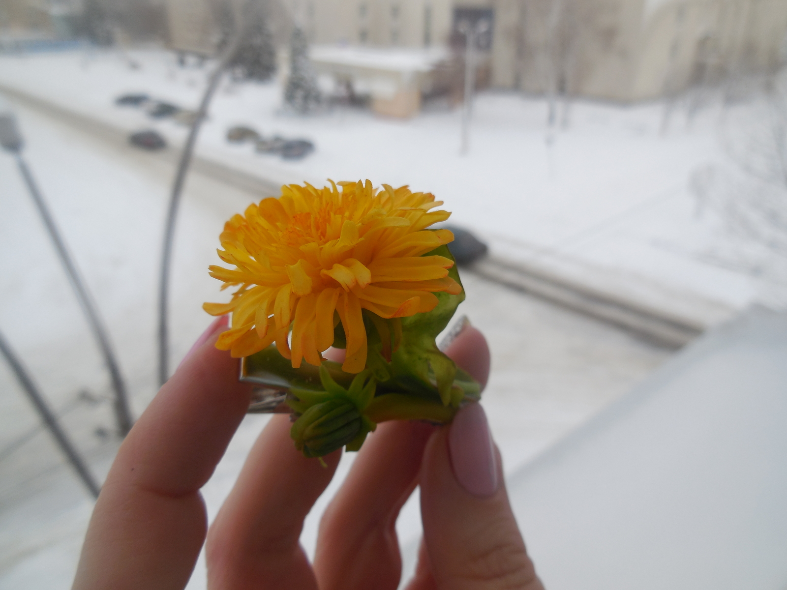 Hairpin Spring is coming)) made of *cold porcelain*... - My, Barrette, Needlework without process, Handmade, Longpost, Cold porcelain, Dandelion