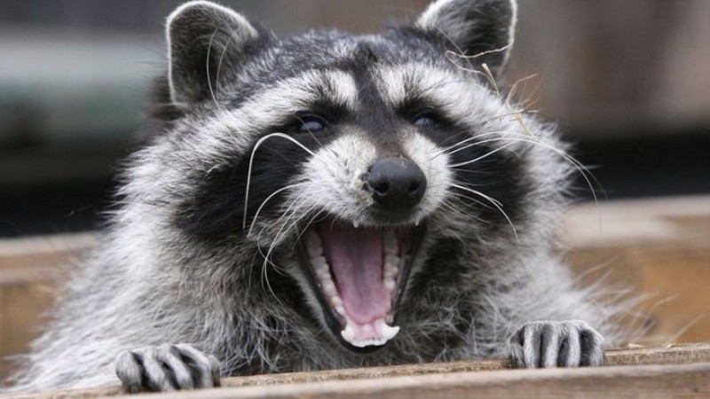 In New York, zombie raccoons attack people. - Raccoon, New York, 