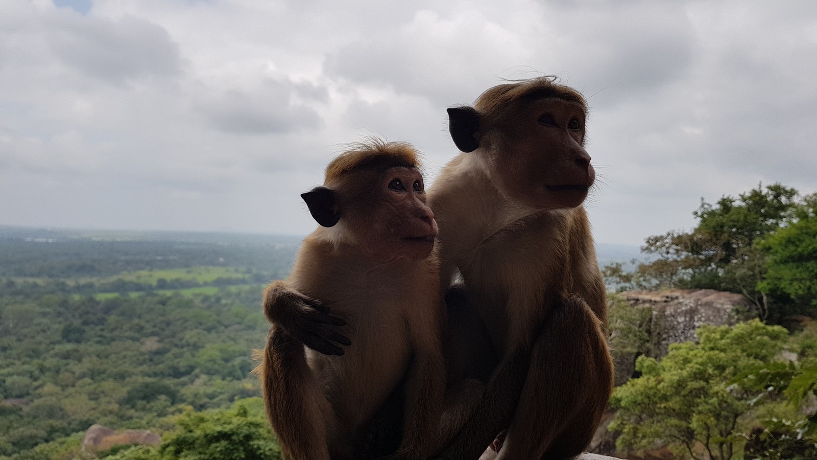 Sigeria. - My, Tourism, Sri Lanka, Longpost