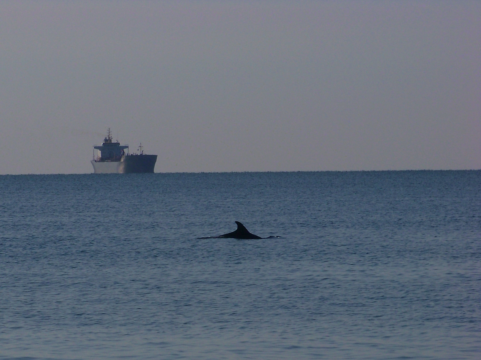 The ships - My, Crimea, Sea, Feodosia, Sevastopol, Koktebel, Ship, Longpost