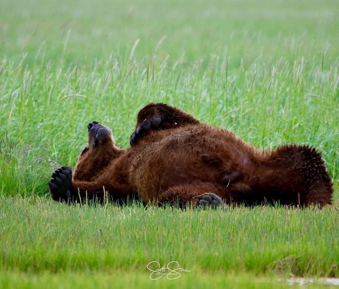 Someone Eats Too Much - The photo, Animals, Bear, wildlife, The Bears