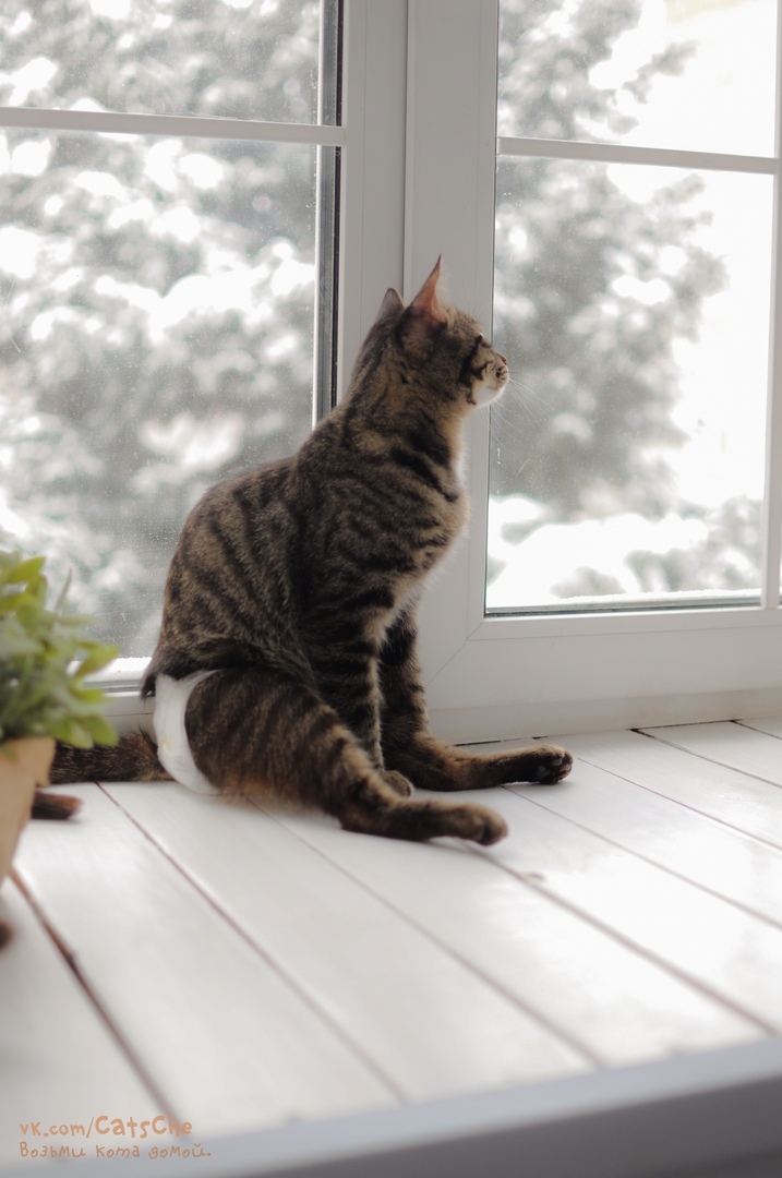 Cutlet, a cat with a spinal injury - My, cat, Catomafia, Chelyabinsk, Animal shelter, Three Comrades Shelter, The photo, Animal Rescue, Longpost