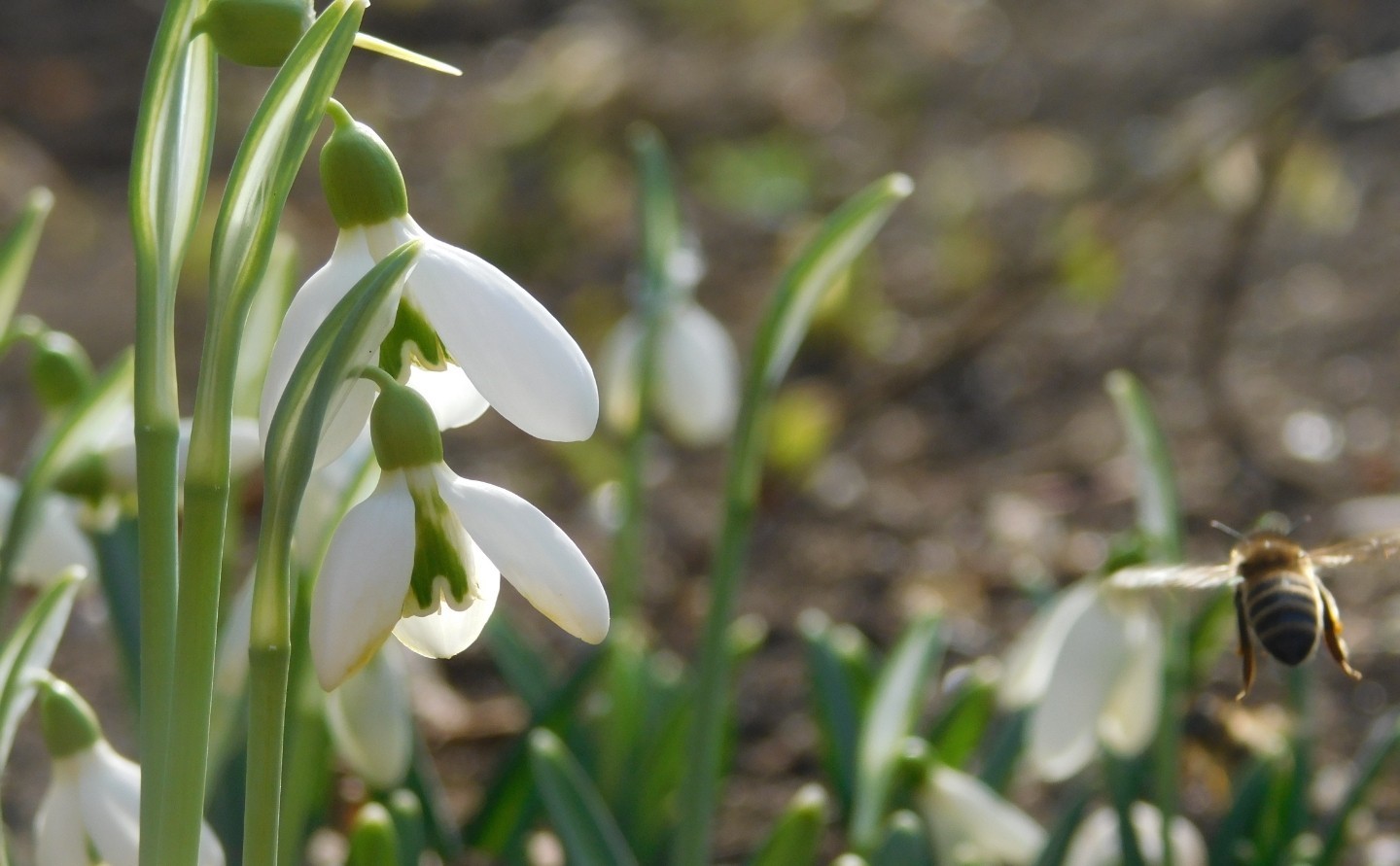 Snowdrop honey - be! - My, Snowdrops, Bees, Crimea, Macro photography, Heat, Winter, Longpost, Snowdrops flowers