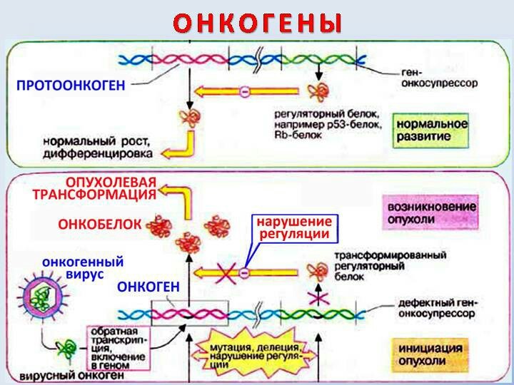 Oncogenes. Prooncogenes. Cancer is already with us. - My, Crayfish, Virus, Oncology, Cytology, Histology, Evolution, Biology, Interesting, Longpost