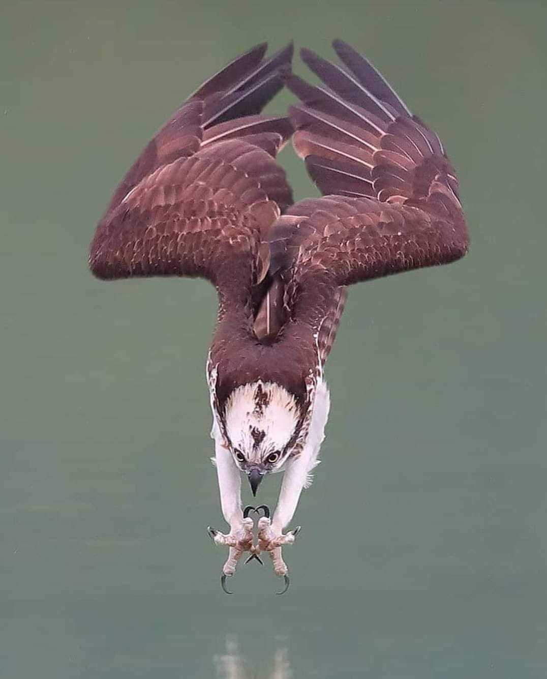 A second before ... - Birds, Hunting, Flight, Osprey, The photo