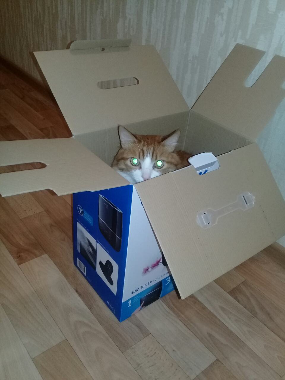 The cat borrowed a box from me - cat, Humor, Catomafia