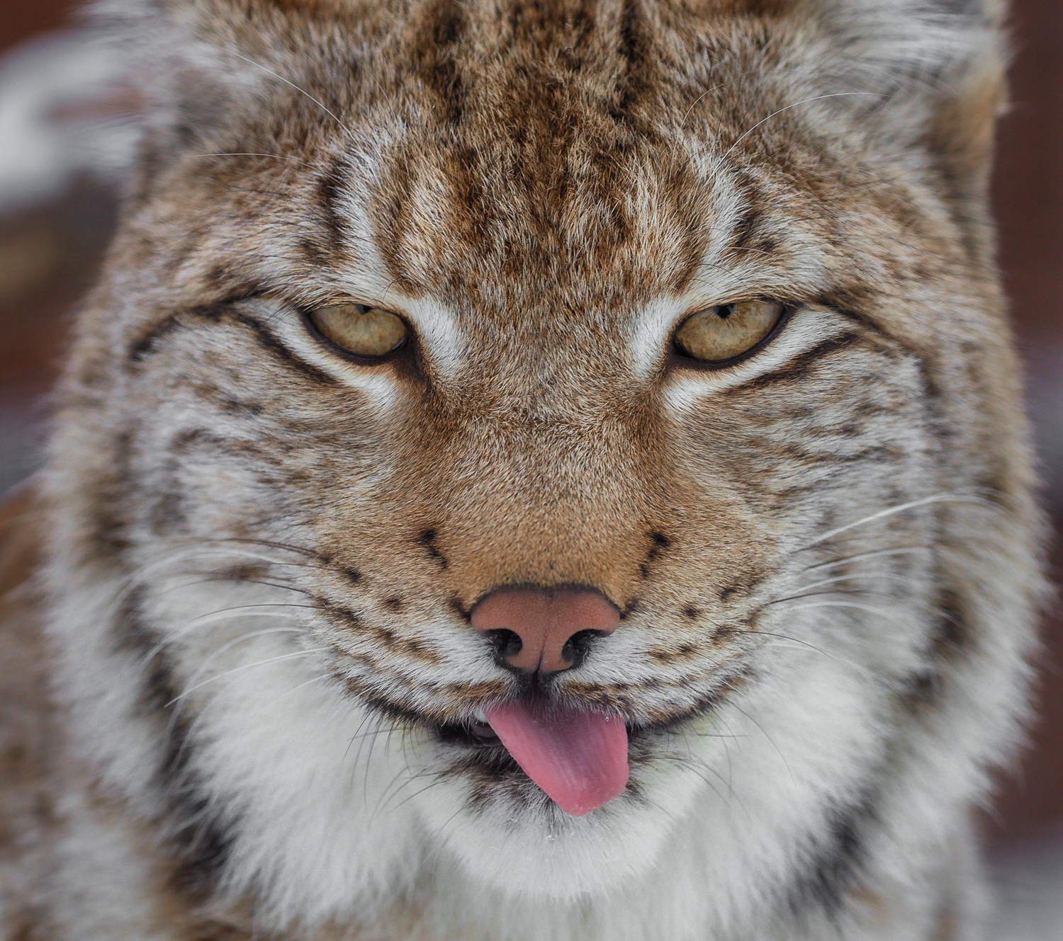 You're so sweet - The national geographic, The photo, Lynx, cat