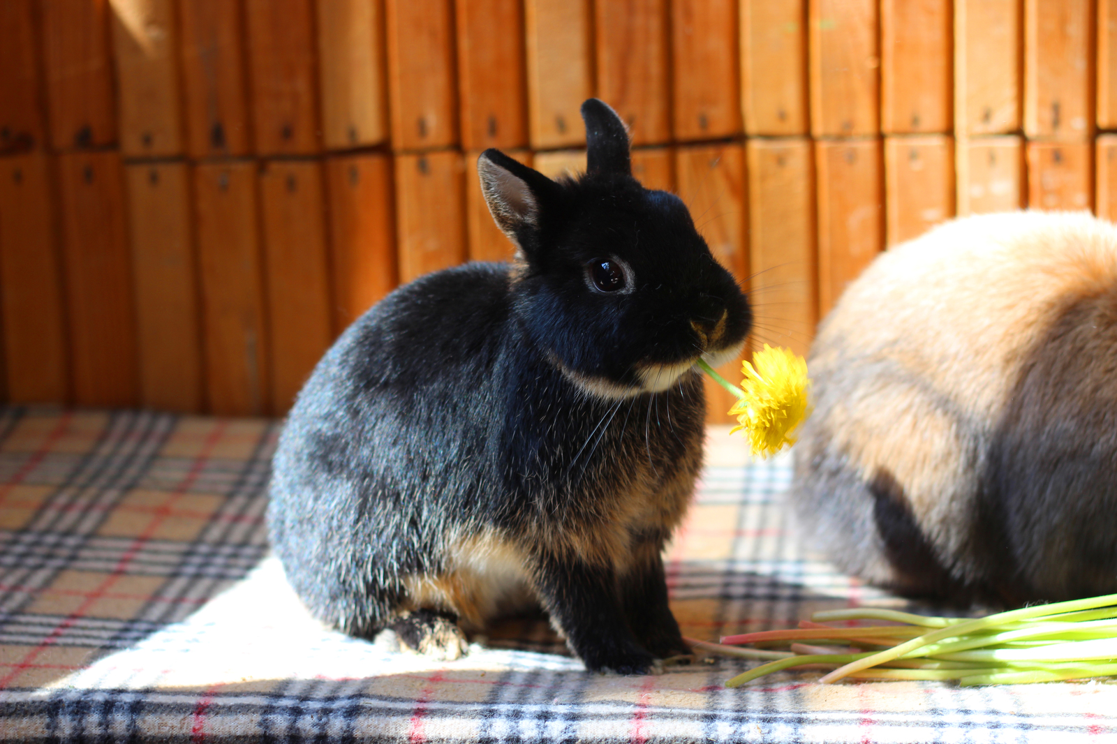 Ate the sun - My, Rabbit, Dandelion, Plants, The photo, Milota, Longpost