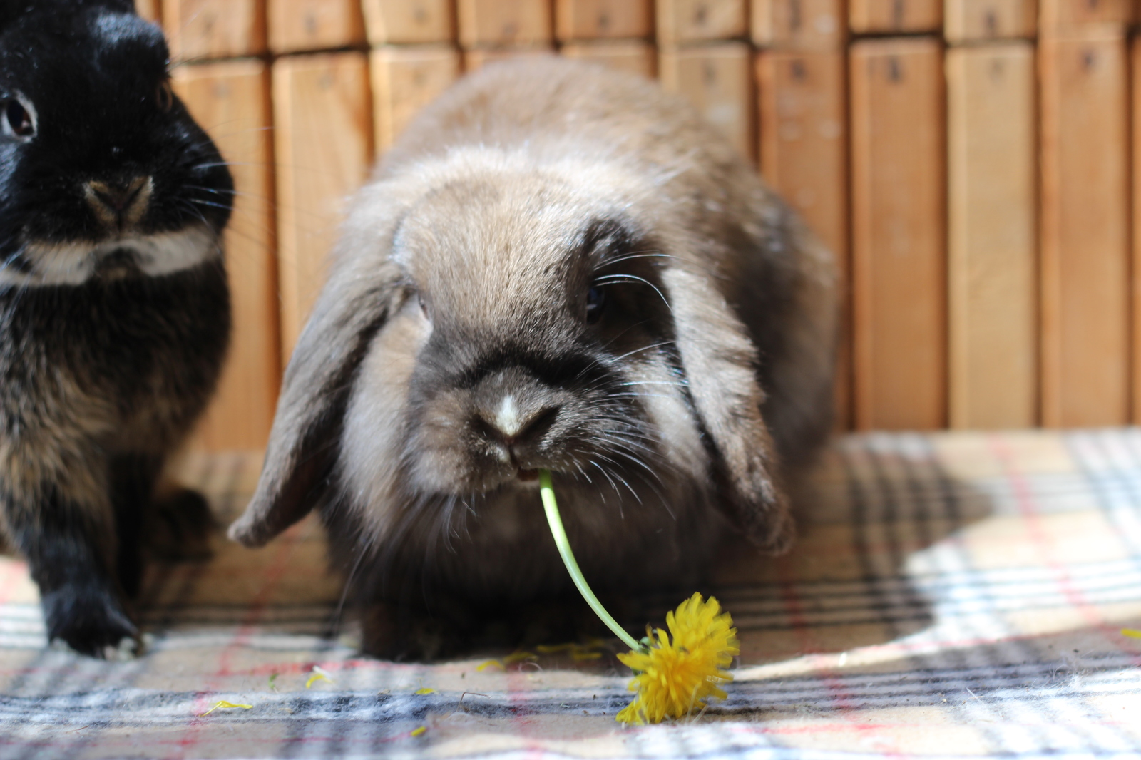 Ate the sun - My, Rabbit, Dandelion, Plants, The photo, Milota, Longpost