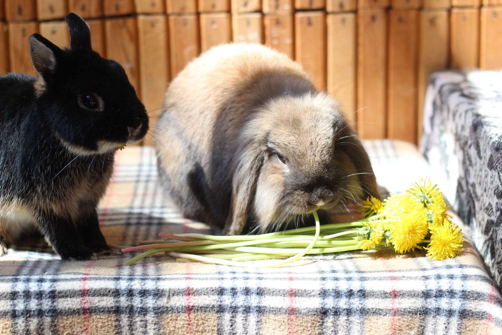 Ate the sun - My, Rabbit, Dandelion, Plants, The photo, Milota, Longpost