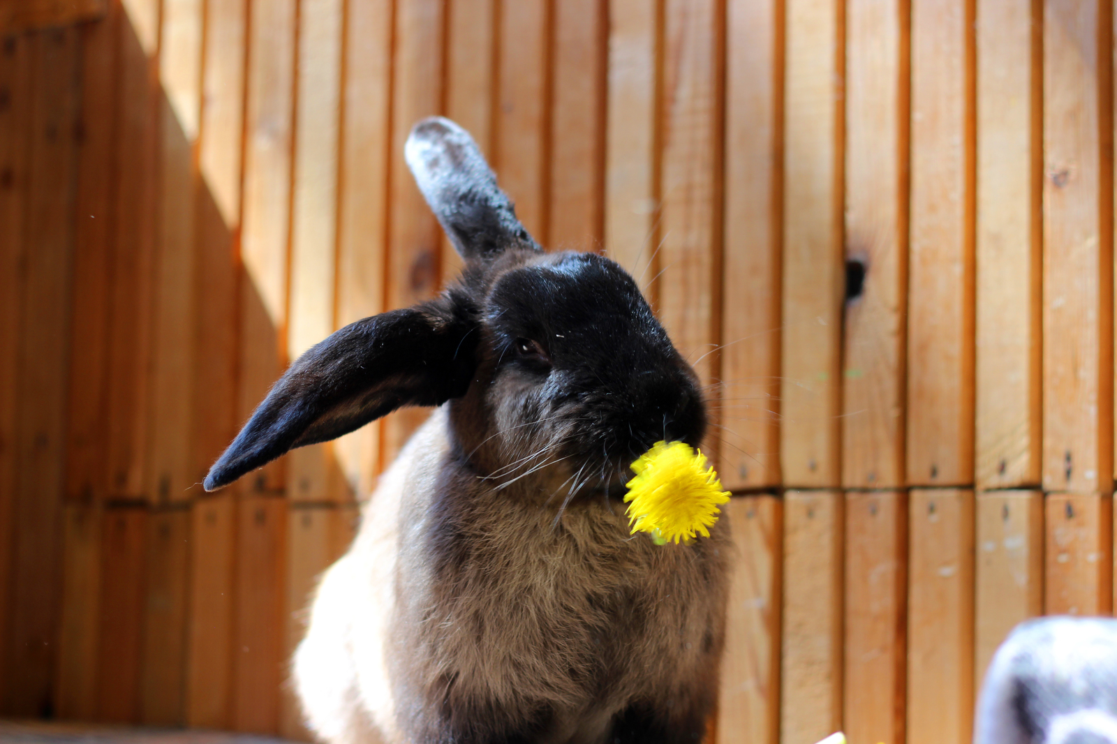 Ate the sun - My, Rabbit, Dandelion, Plants, The photo, Milota, Longpost