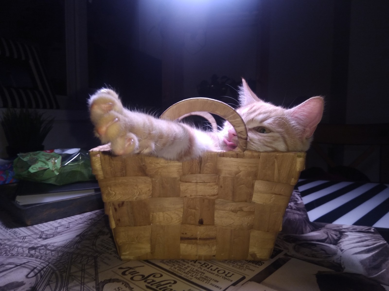 Favorite place - My, cat, Basket, Convenience, Longpost