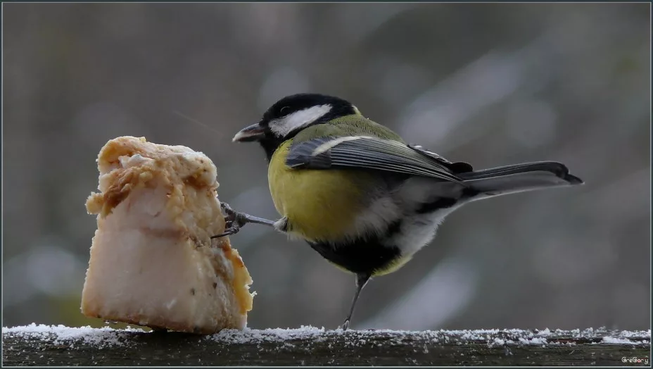 took a bite) - Tit, Salo, Eat, Birds, Food