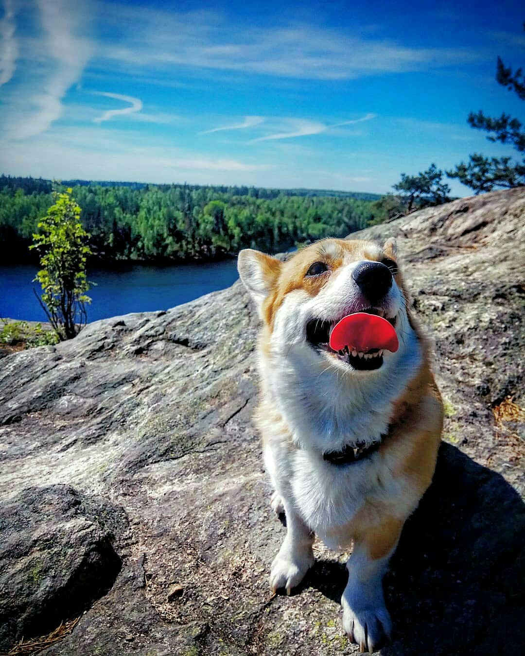 Hiking with Corgi - My, Dog, Corgi, Hike, Hiking, Friend, Pets, Longpost