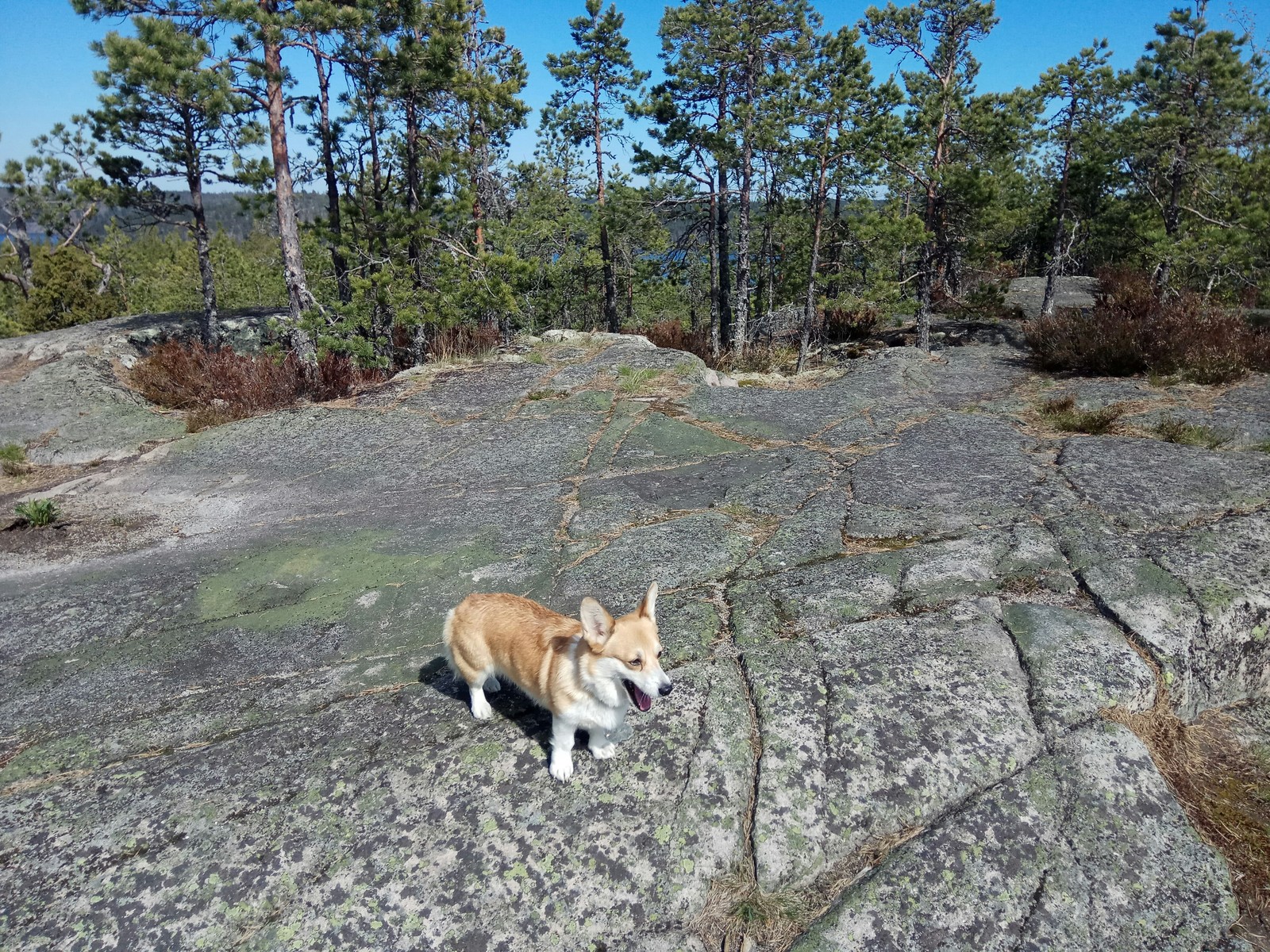 Hiking with Corgi - My, Dog, Corgi, Hike, Hiking, Friend, Pets, Longpost