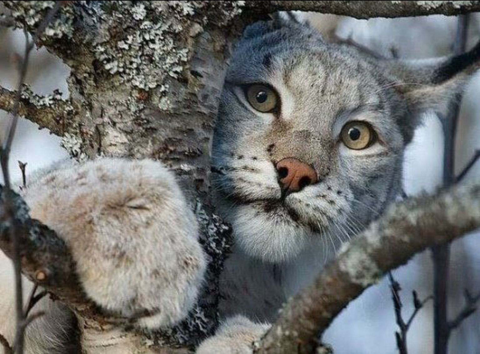 Ku-ku - Canadian lynx, Lynx, Animals, Sight