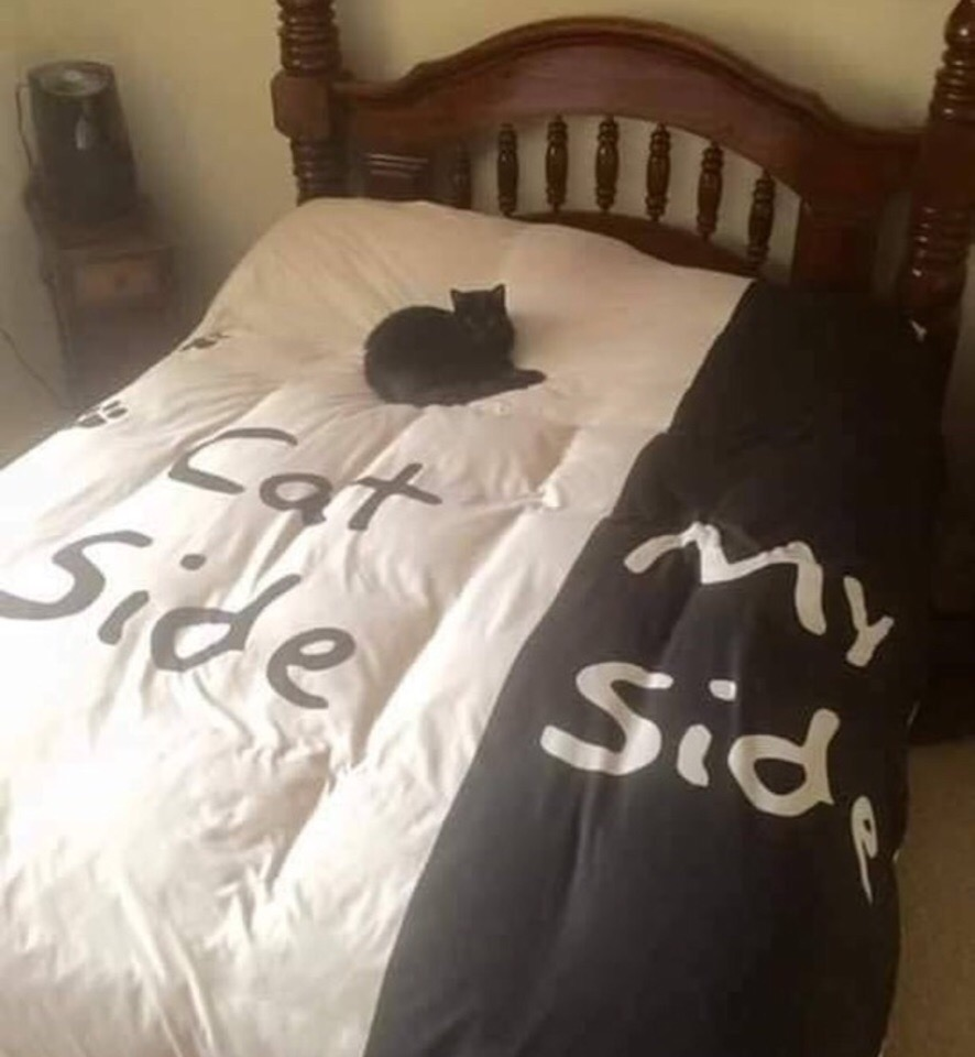 Cat side - cat, Bed, Catomafia