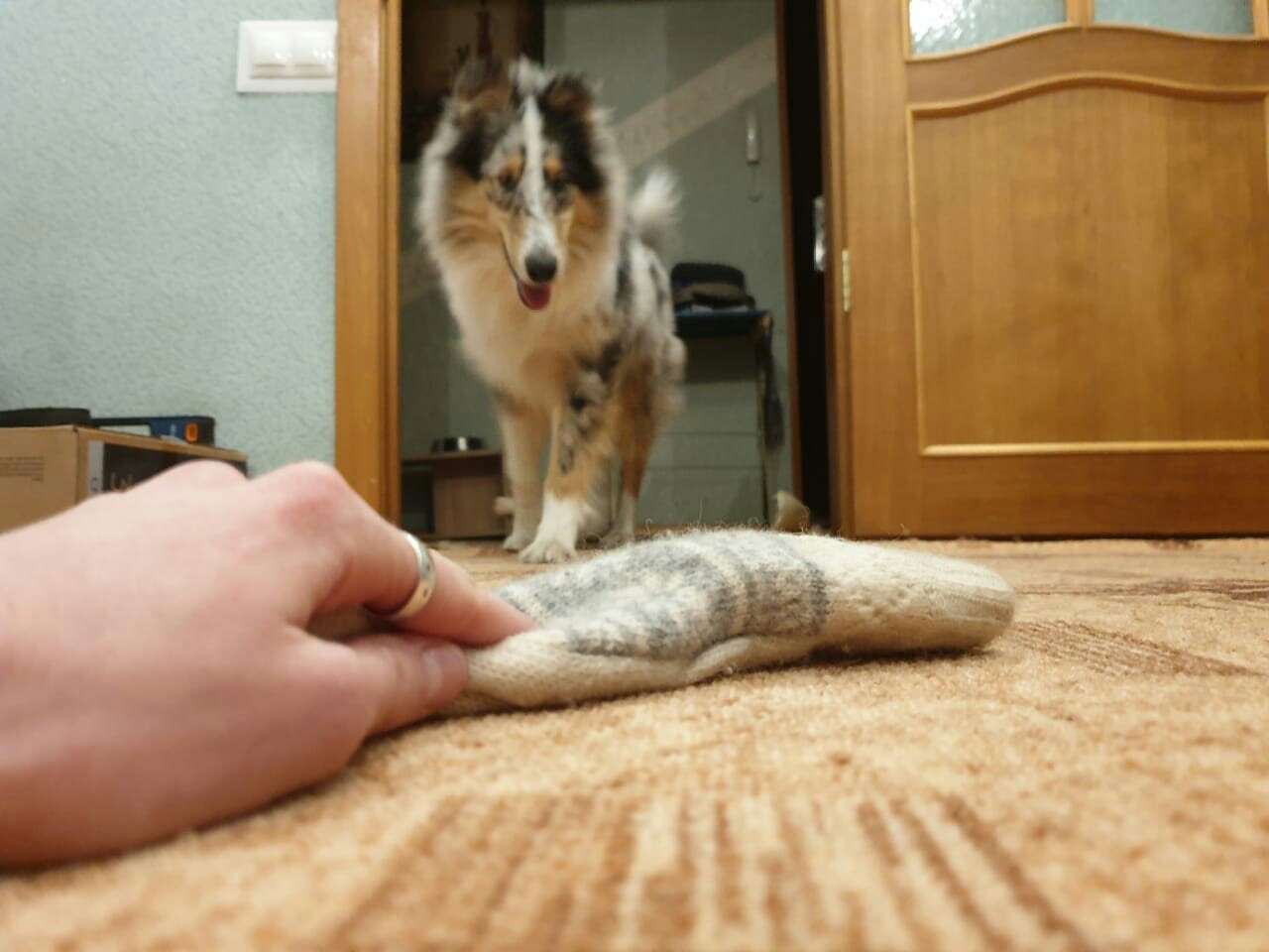 marble carrot - My, Dog, Collie, Longpost