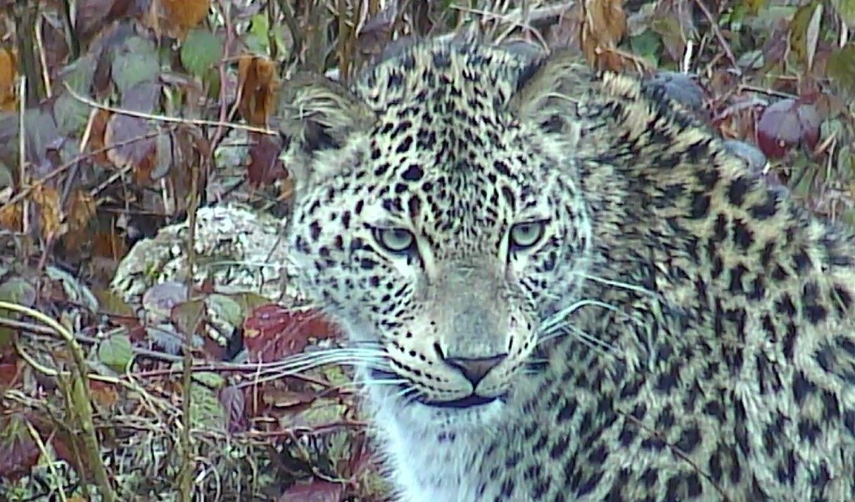 Poachers killed the leopard Killy, bred in the Sochi Center for the restoration of the Central Asian leopard in the Caucasus - Leopard, Longpost, Poachers, Negative