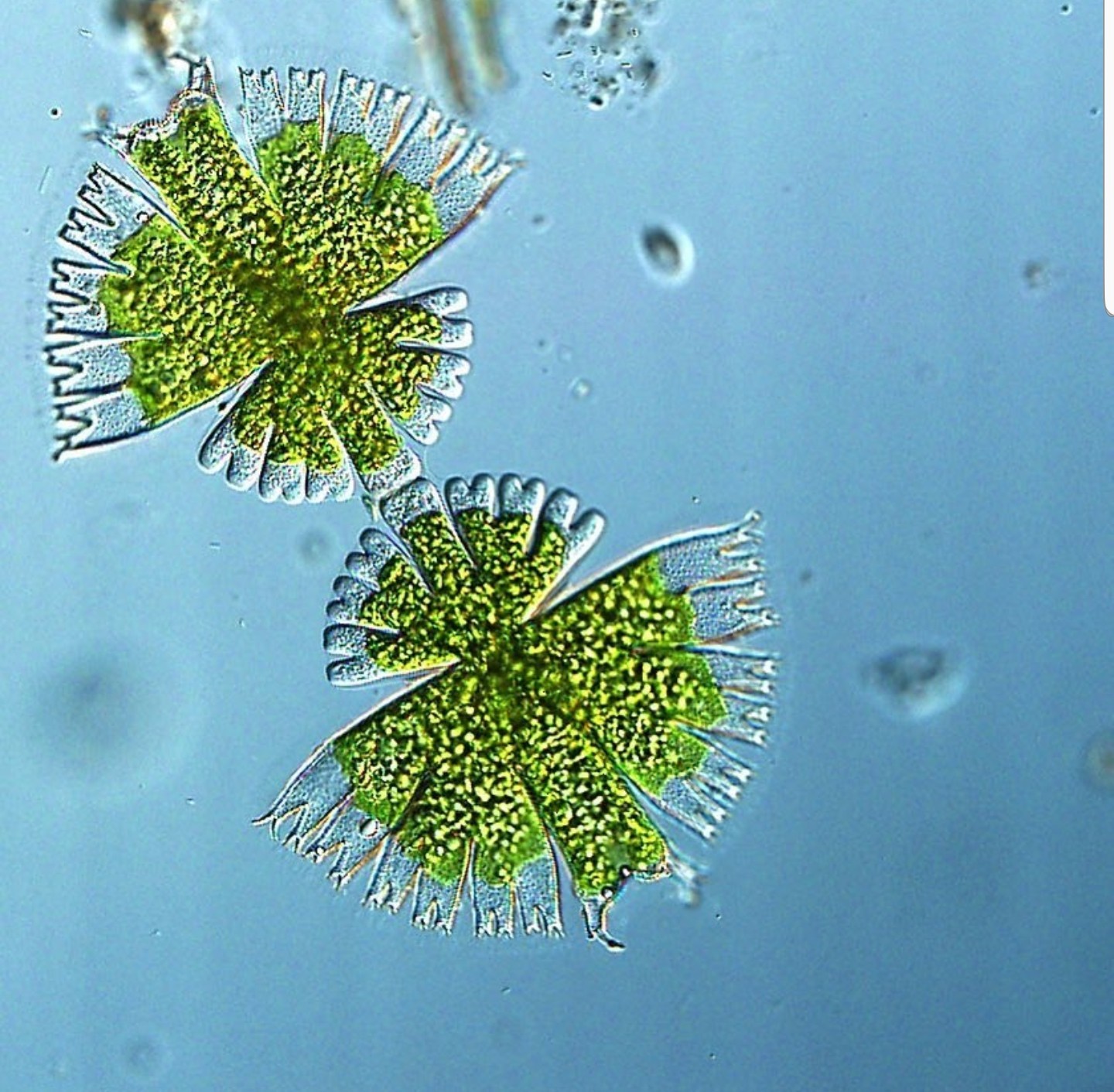 microalgae - Seaweed, Microscope, Increase