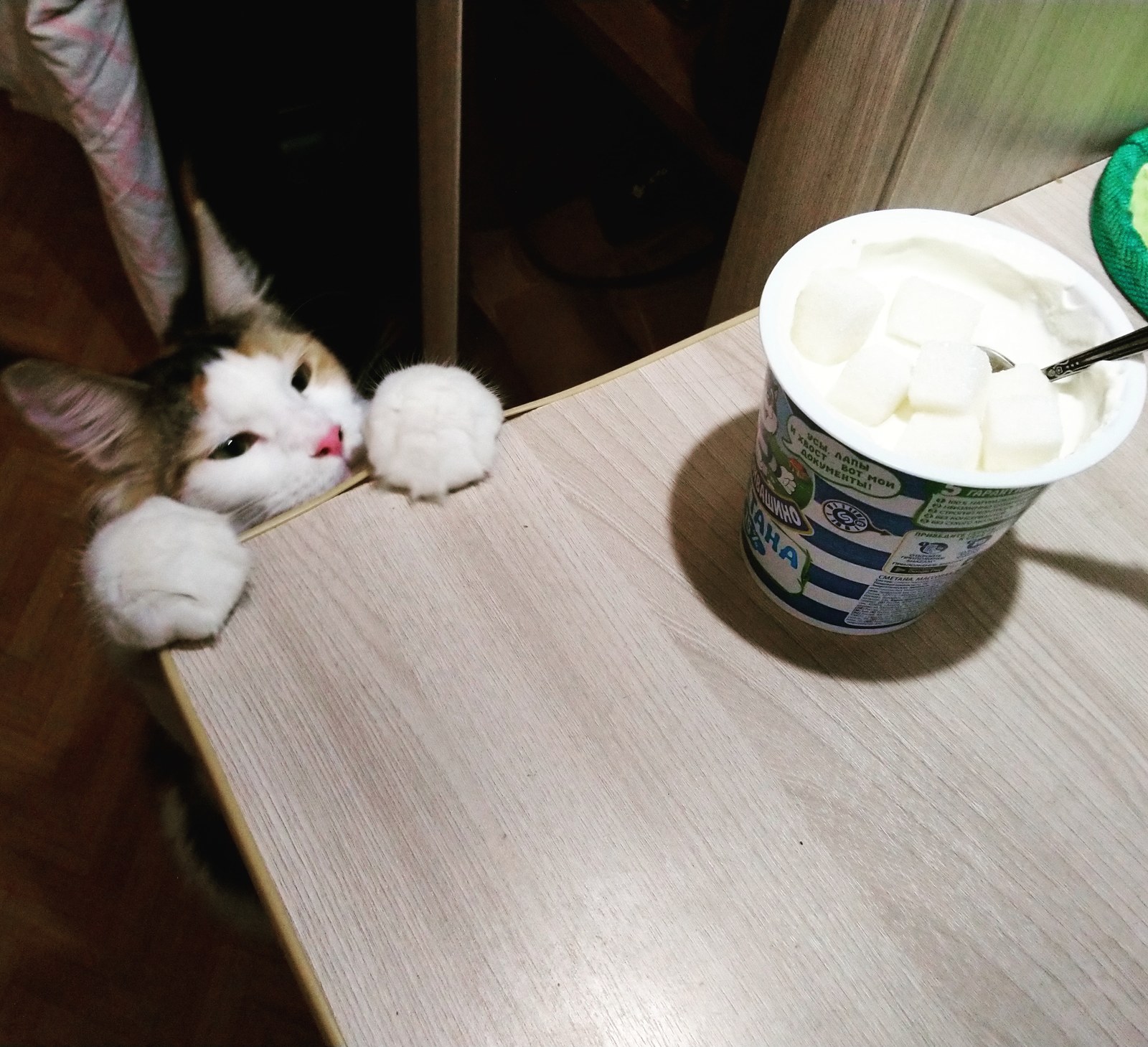 It's sour cream! - My, cat, Maine Coon, Sour cream, , Give