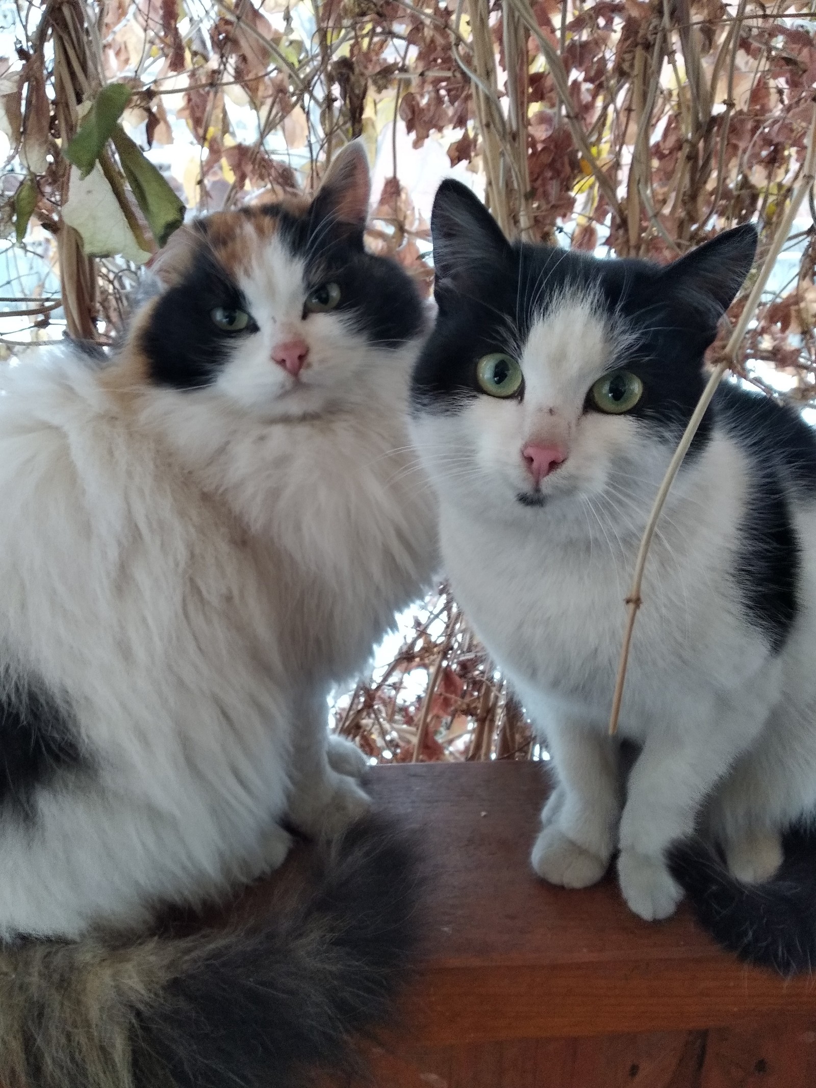 Chemal in winter. - My, Chemal, The mountains, cat, Travels, Longpost